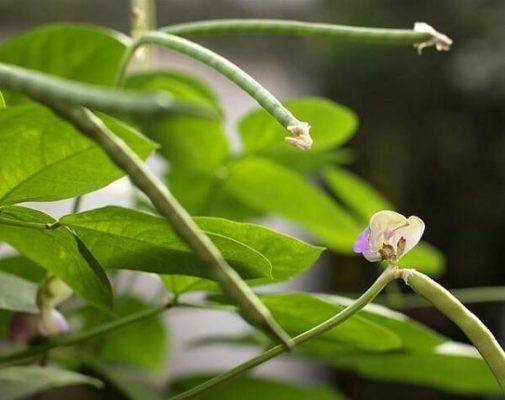 Cây đậu đen