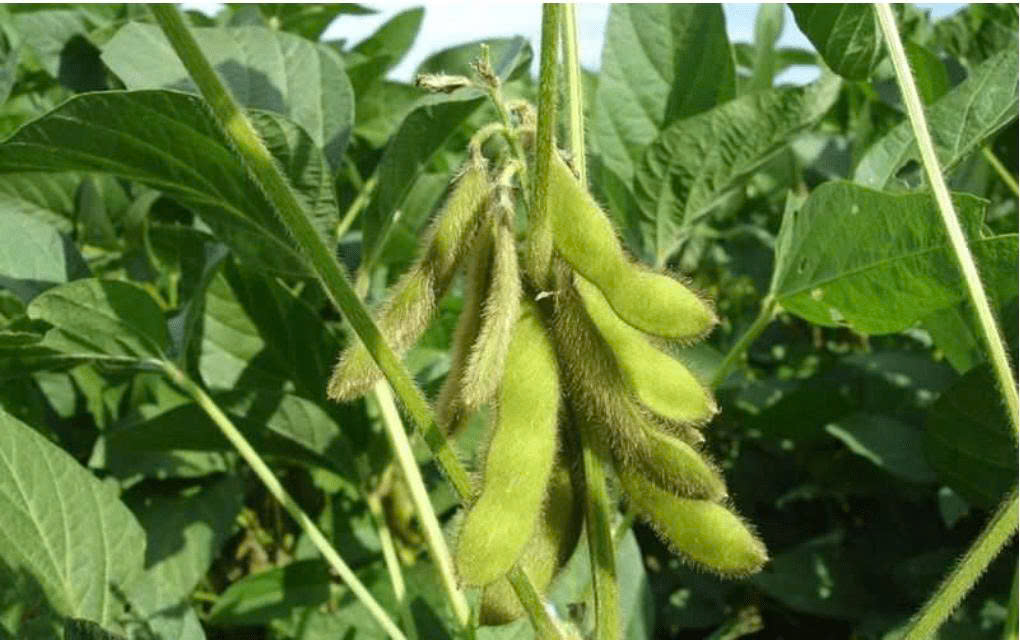 Cây đậu nành