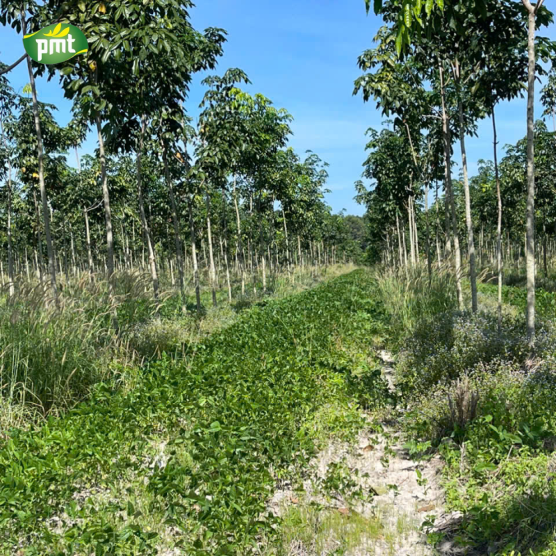 Mô hình trồng đậu xen canh giữa các hàng cây cao su non