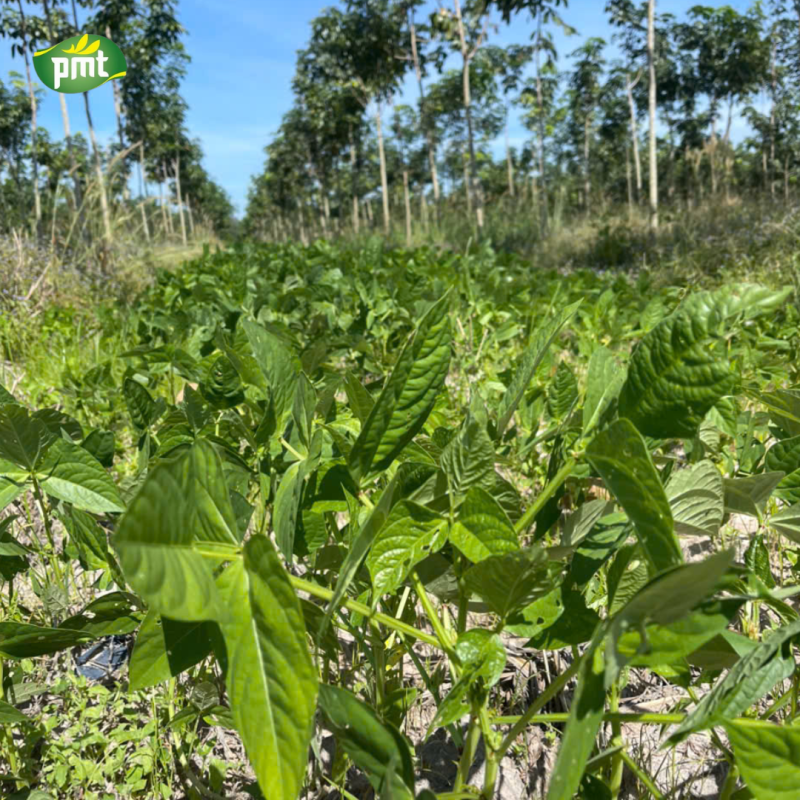 Kiểm tra và đánh giá vùng trồng 500 ha đậu các loại