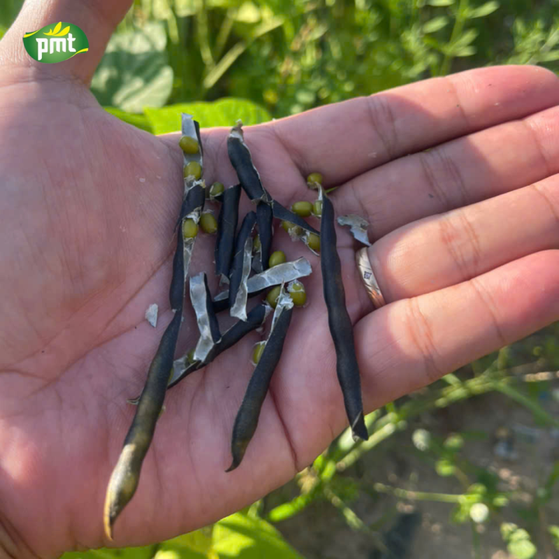 Vì sao Phú Minh Tâm kiên trì tìm kiếm nguồn nguyên liệu sạch?